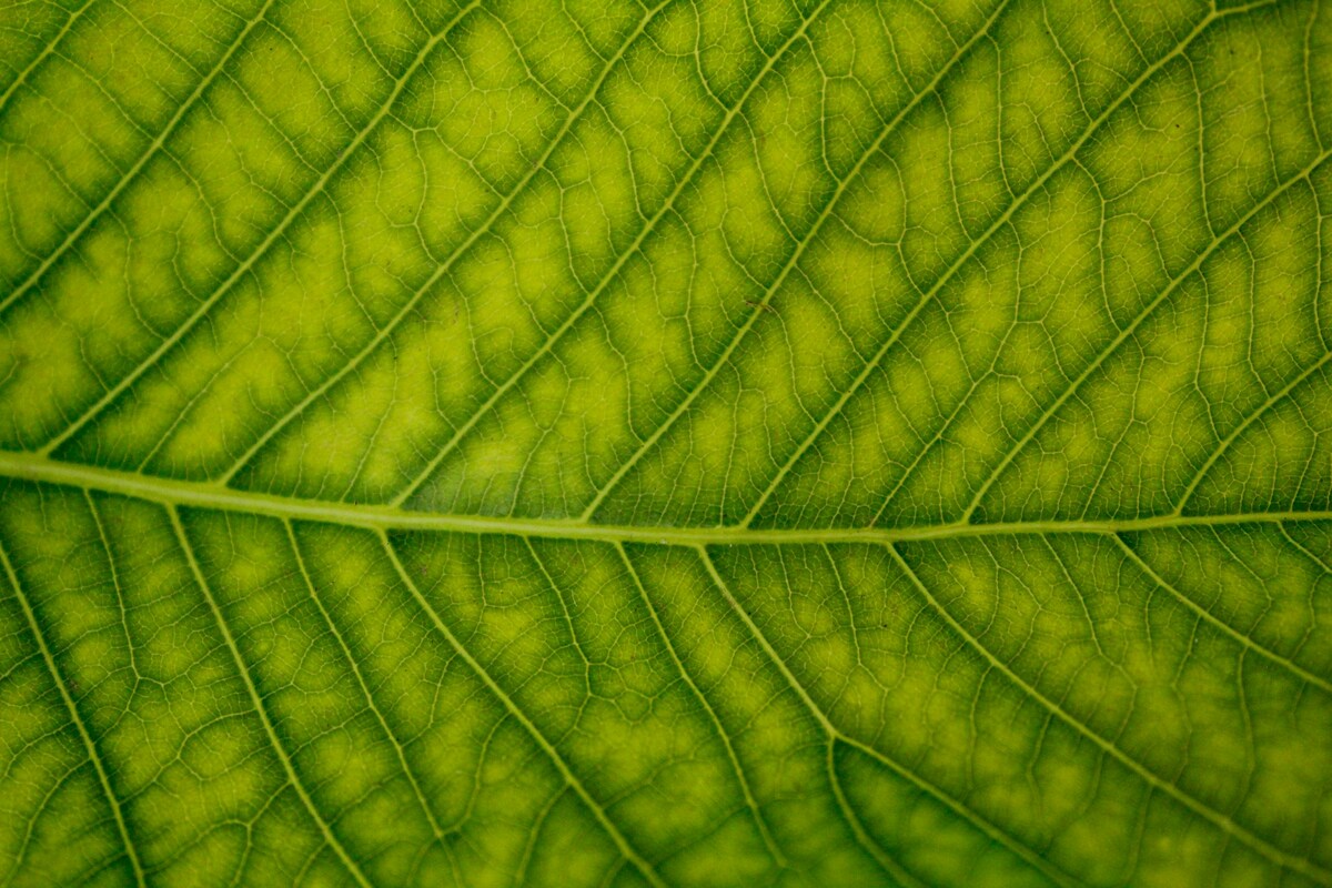 arjun-mj-n0Hg0EjFEPM-unsplash